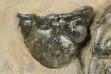Exceptional Kolihapeltis Trilobite With Enrolled Reedops #243927-9